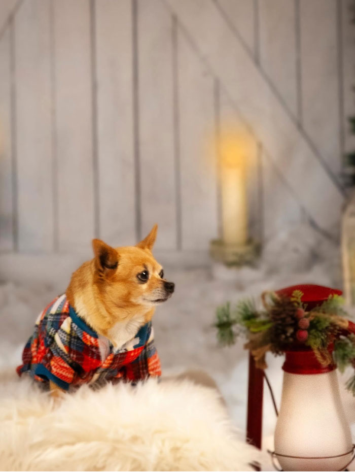 Small dog in plaid outfit posing for a Christmas-themed pet photoshoot with candles and pine décor