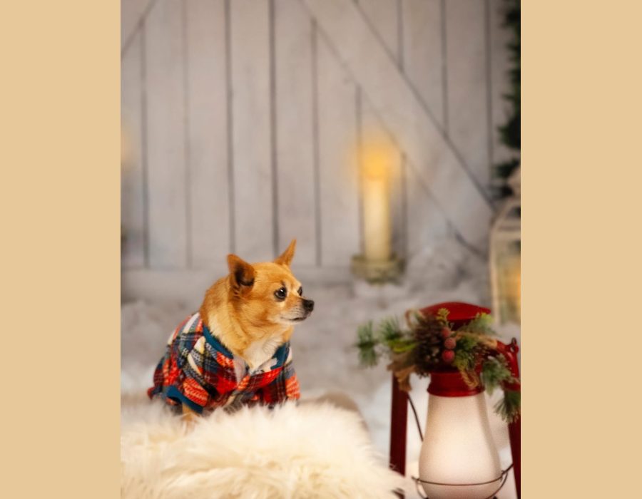 small dog dressed in a plaid holiday outfit posing on a fur rug with festive lantern and greenery decor